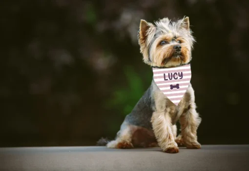 Personlig pet bandana för hund med namn